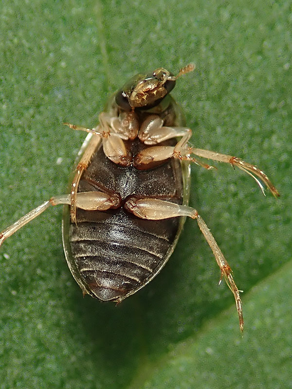 Dytiscidae da id.; No, Hydrophilidae, Berosus spinosus (cfr.)